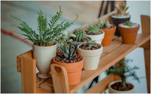 What Plants to Grow Using Hydroponics?