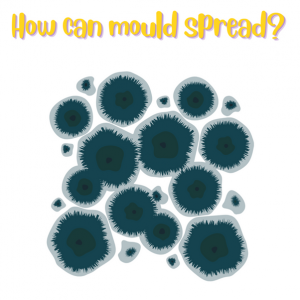 Can Indoor Air Purification Systems Help Deal with Mould?