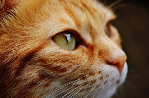 How to take care of your cat in his old age?