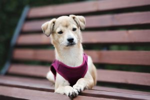 Is a Collar or Harness Best for a Puppy? 