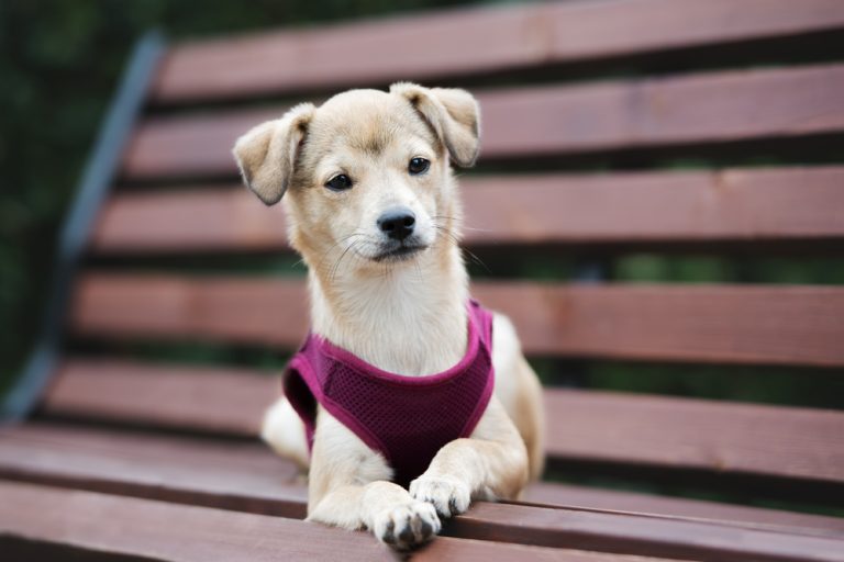 Is a Collar or Harness Best for a Puppy? 