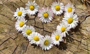 Beneficial Effects of Flowers on Mental Health